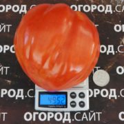 Томат Сердце Марты купить семена