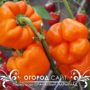 Перец Оранжевый мармелад купить семена