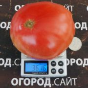 томат гном большой валентин купить семена