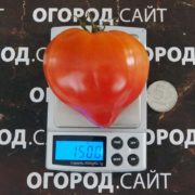 томат гном монстр сонроджо