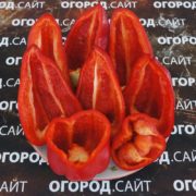 Перец сладкий Нафаня купить семена