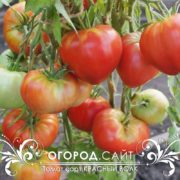 Томат Красный волк семена купить