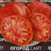 Томат сорт Мясное чудо купить семена