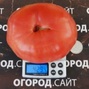 Томат Розовая бомба семена купить