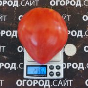 Томат Сердце Минусинска