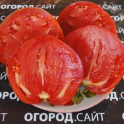 минусинские томаты семена купить