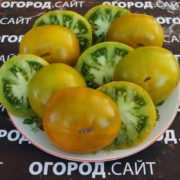 Томат Лайм грин салад (гном)