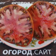 Томат ППИ (гном)