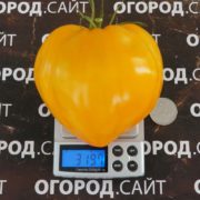 Томат Сердце пустыни