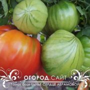 Томат Бычье сердце Абрамовой