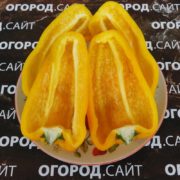 Перец сладкий Какаду жёлтый Перец сорт Какаду жёлтый семена купить