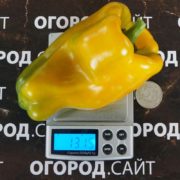Перец сладкий Какаду жёлтый Перец сладкий Какаду жёлтый купить семена