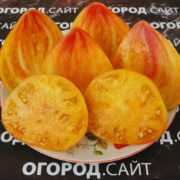 Томат Ананасная клубника купить семена