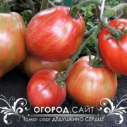 Томат Дедушкино сердце гном, купить семена