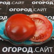 Томат Бронзовая груша сержанта Пеппера
