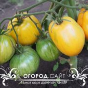 Томат Дынный ликёр (Софии Сааковой)