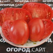 Томат Косентино сел Клауди