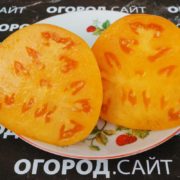 Томат Немецкий жёлтый Йодера