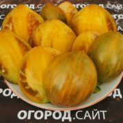 Томат Охровая симфония Софии Сааковой купить семена