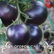 сорт томата гном Гром Гондвана купить семена
