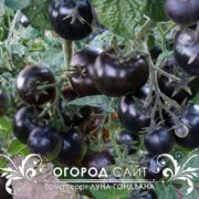 Томат Луна Гондвана гном купить семена