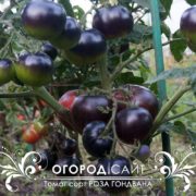 сорт томата гном Роза Гондвана купить семена