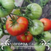 Томат Сердце Тибета семена купить