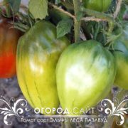 сорт томата Эльфы леса Пазлвуд купить семена