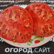 Томат Клавдия Еремеевская семена купить