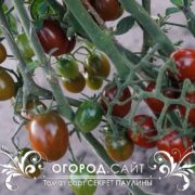 сорт томата Секрет Паулины семена купить