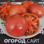 Томат Свечение Юпитера (гном)