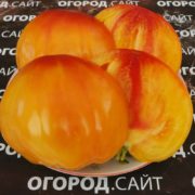 Томат Анна Мейер купить семена