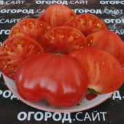 сорт томата Брусиловский купить семена
