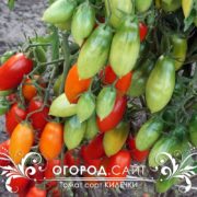 Томат Килечки семена купить