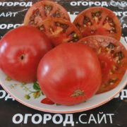 Томат Пони с одним трюком