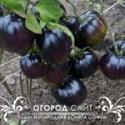 Томат Изумрудная комета Софии Сааковой