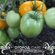 Томат Золотая модница (Софии Сааковой)