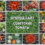 купить семена советских томатов у коллекционеров