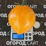 pomidor-medovaya-strast-1 pomidor-medovaya-strast-1