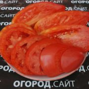 Томат Батон томат батон характеристики