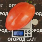 Томат Батон томат батон отзывы фото
