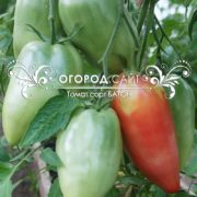 Томат Батон томат сорта батон