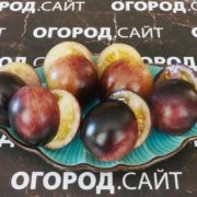 Томат Новолуние в понедельник сорт черри Новолуние в понедельник