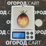 Томат Новолуние в понедельник сорт томата Новолуние в понедельник купить семена