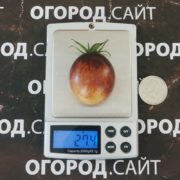 Томат Новолуние в понедельник Томат Новолуние в понедельник семена купить