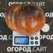 Томат Сердце истребителя сорт томата Сердце истребителя купить семена